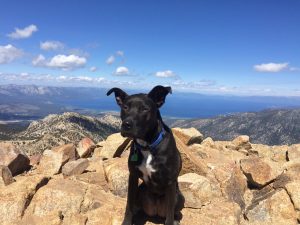 Moose, about a year old, atop Freel Peak (10,886 feet) in September, 2015.